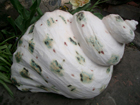 Shell, Grogged Porcelain