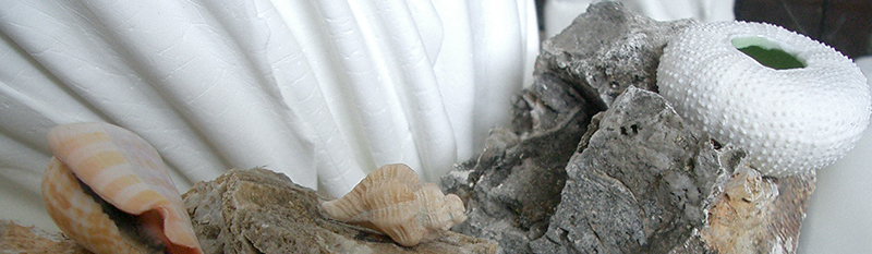 Barbara Wakefield's Studio