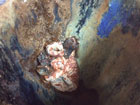 Detail from large pod pot, inspired by lotus seed pod